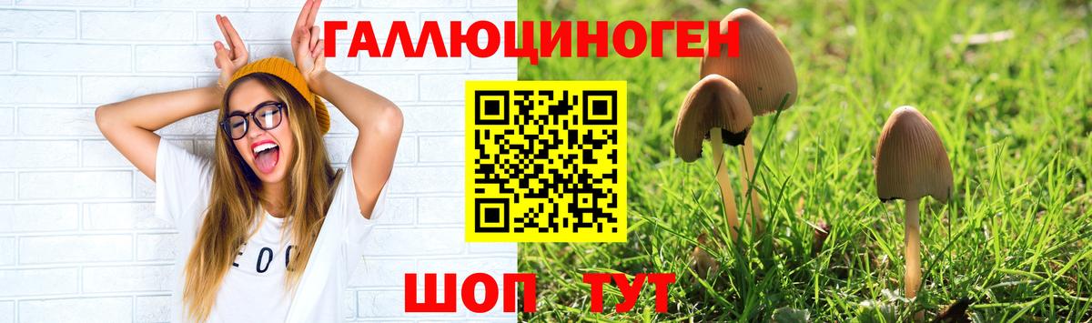 Псилоцибиновые грибы Psilocybine cubensis Избербаш